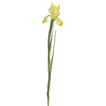 Iris x 1 fl supernatural amarillo