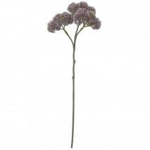 sedum spectabile purpura 48cm
