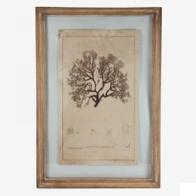 Cuadro motivo "árbol de mar" marco madera natural 40x1,8x58 cm