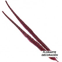 PLUMA FAISAN COMUN 20-25 FUCSIA