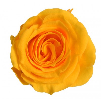 Rosa preservada en amarilla