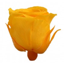 Rosa preservada cabeza  d. 2,5 cm princesa amarilla