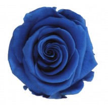 Rosa preservada cabeza d.2,5 cm princesa azul