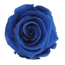 Rosa preservada cabeza d.2,5cm princesa azul