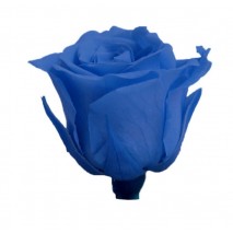 Rosa preservada cabeza d.2,5 cm princesa azul