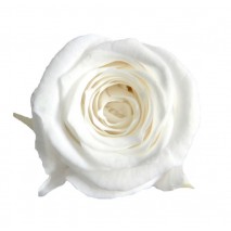 Rosa preservada cabeza d.2,5 cm princesa blanca