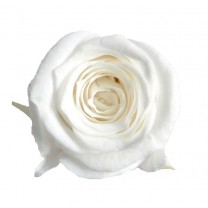 Rosa preservada cabeza d.2,5cm princesa blanca
