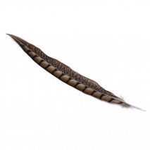Pluma faisan lady amherst de lado 20-30 cm gris