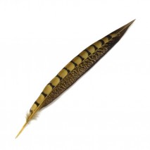 Pluma faisan lady amherst de lado 20-30 cm dorado