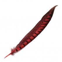 Pluma faisan lady amherst de lado 20-30 cm rojo