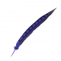 Pluma faisan lady amherst de lado 20-30 cm azul tinta