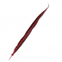 Pluma faisan lady amherst de lado 48-60 cm rojo