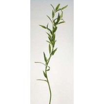 Bambú plástico d.1,2cm c/brote 150cm