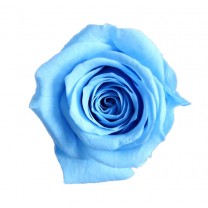 Rosa preservada cabeza d.2,5cm princesa azul cielo