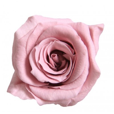 Rosa preservada cabeza d. 2,5 cm princesa flor de cerezo (Cherry Blosson)  