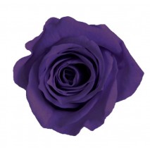 Rosa preservada cabeza d. 2,5 cm princesa morado                                                          