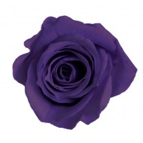 Rosa preservada cabeza d. 2,5cm princesa morado