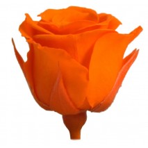 Rosa preservada cabeza d. 2,5 cm princesa naranja