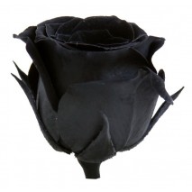 Rosa preservada cabeza d. 2,5 cm princesa negra  
