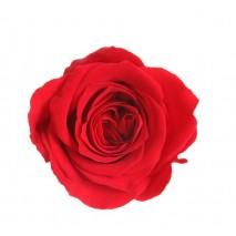 Rosa preservada cabeza d. 2,5 cm princesa rojo