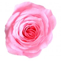 Rosa preservada cabeza d.2,5cm princesa rosa nupcial