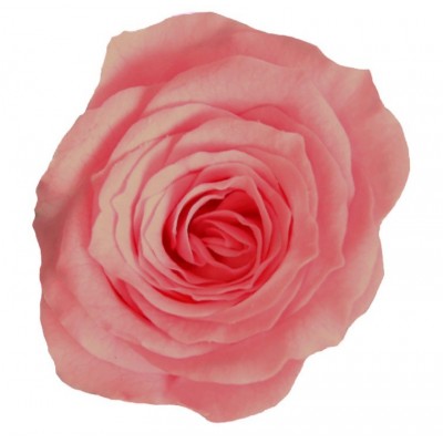 Rosa preservada cabeza d. 2,5 cm princesa rosa vintage 