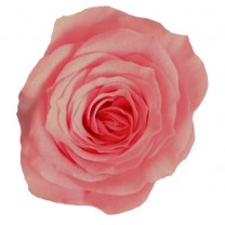 Rosa preservada cabeza d.2,5cm princesa rosa vintage