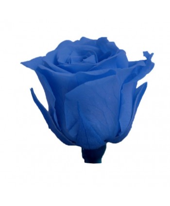 Caja 16 rosas preservada cabeza d. 2,5cm princesa azul