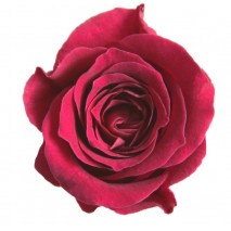 Caja 16 rosas preservada cabeza d. 2,5cm princesa buganvilla