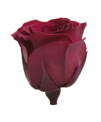 Caja 16 rosas preservada cabeza d. 2,5cm princesa buganvilla