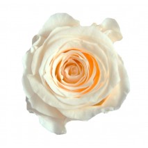 Caja 16 rosas preservada cabeza d. 2,5cm princesa champage