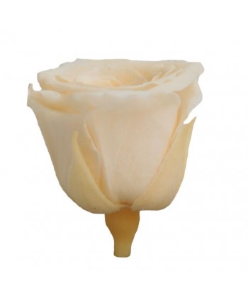 Caja 16 rosas preservada cabeza d. 2,5cm princesa champage