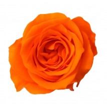 Caja 16 rosas preservada cabeza d. 2,5cm princesa naranja