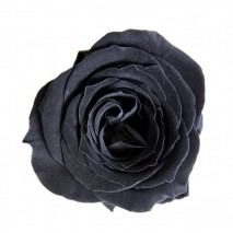 Caja 16 rosas preservada cabeza d. 2,5cm princesa negra