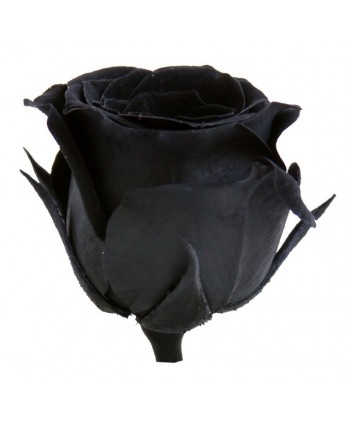 Caja 16 rosas preservadas cabeza d. 2,5cm princesa negra