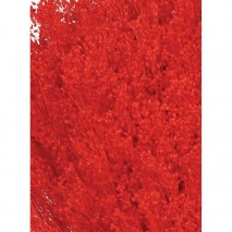 Brooms seco 100gr 50cm rojo