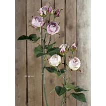 Rosa pitimini 3fl +2cap 46 cm malva