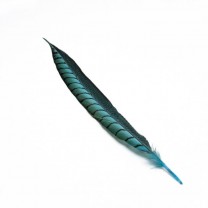 Pluma faisán lady amherst de lado 31-47cm turquesa