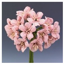 Pomito flor mini papel flor x 12 rosa
