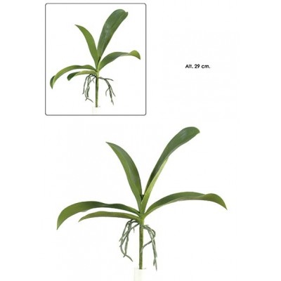 Hoja orquidea phalenopsis 5 hojas+raiz x 29 cm