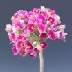 Pomito flor mini papel miosotis fucsia