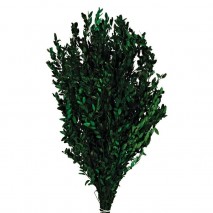 Buxus preservado verde