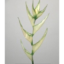 Exótica heliconia  90cm crema/verde