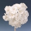 Pomito flor mini tela flor perla d.1,8cm x 12 marfil