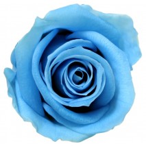 Caja 12 rosas preservada cabeza d. 3,5 cm azul cielo