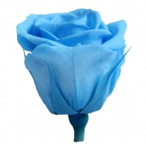 Caja 12 rosas preservada cabeza d. 3,5 cm azul cielo