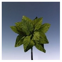 Pomito flor mini tela hojas 4,5cm x 12 verde