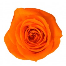 Caja 12 rosas preservada cabeza d. 3,5 cm naranja