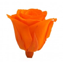 Caja 12 rosas preservada cabeza d. 3,5 cm naranja