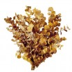 Eucaliptus preservado cinerea 150g ocre